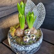 Potted Hyacinth Arrangement